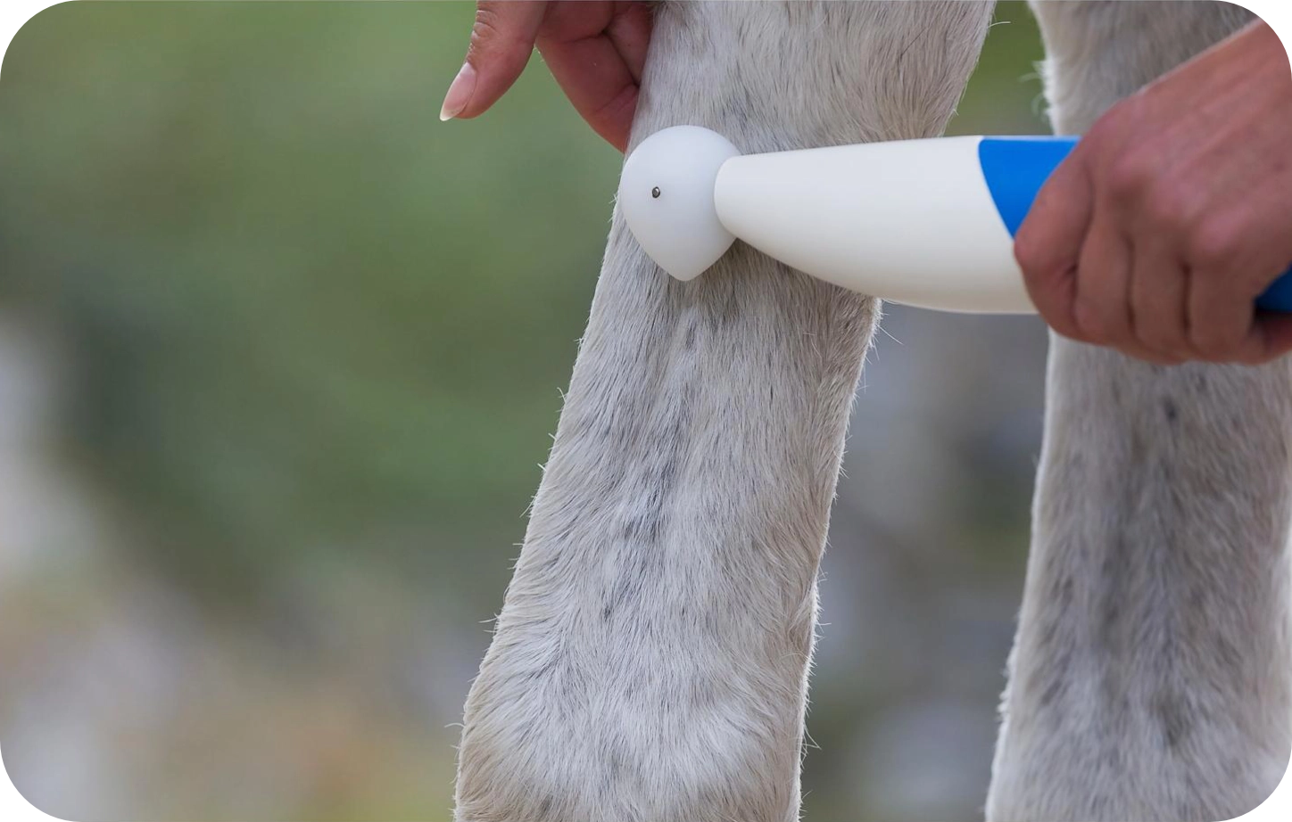 NeuroStim Anwendung Pferd