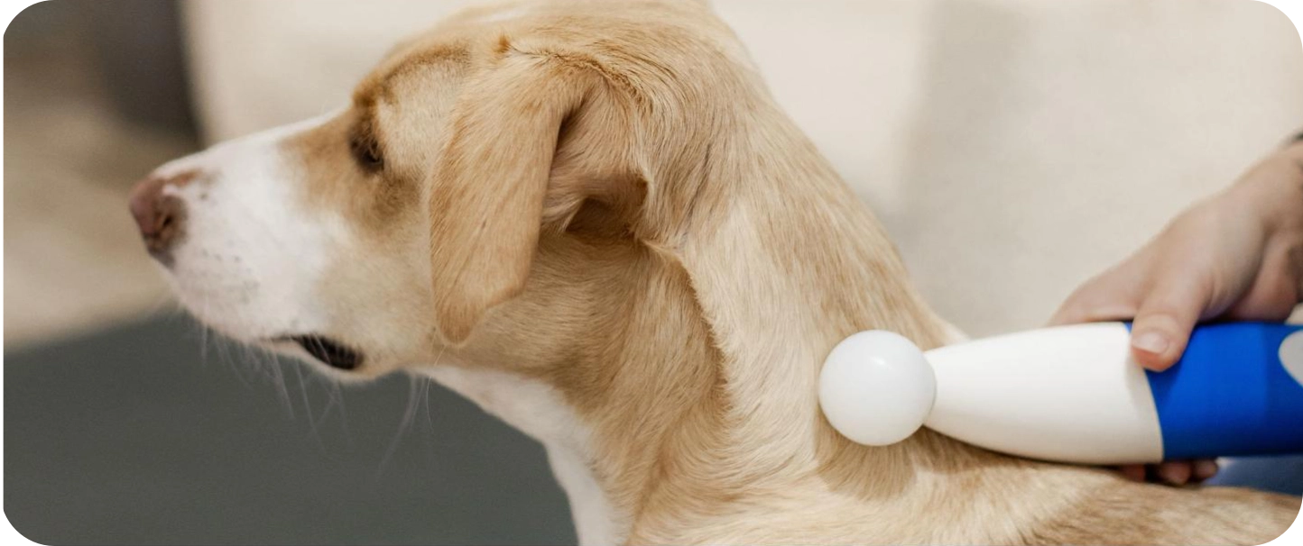 NeuroStim Anwendung Hund